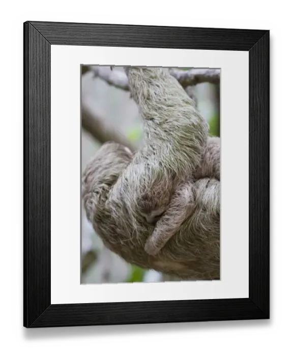 Framed Print : Central America, Costa Rica Framed Print : Central America, Costa Rica