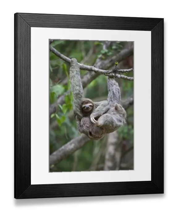 Framed Print : A young Brown-throated Sloth (Bradypus variegatus) nurses its baby while hanging