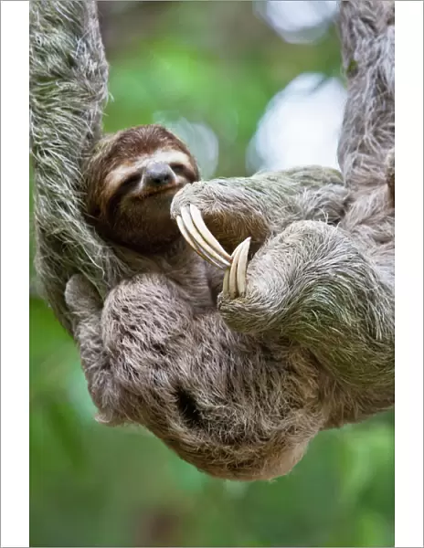 Close up of a young Brown-throated Sloth (Bradypus variegatus) nurses its baby