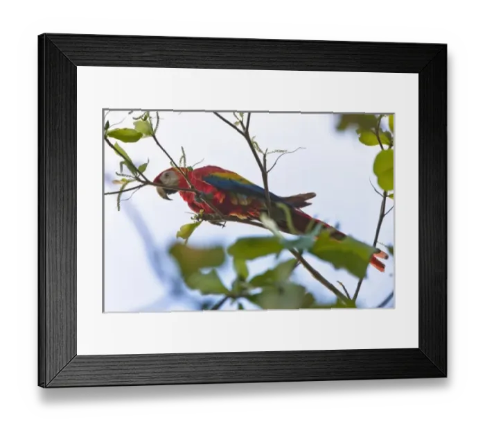 Framed Print : Central America, Costa Rica Framed Print : Central America, Costa Rica