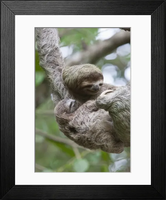 Framed Print : Close up of a Brown-throated Sloth and her baby hanging from a tree branch in Corcovado Framed Print : Close up of a Brown-throated Sloth and her baby hanging from a tree branch in Corcovado