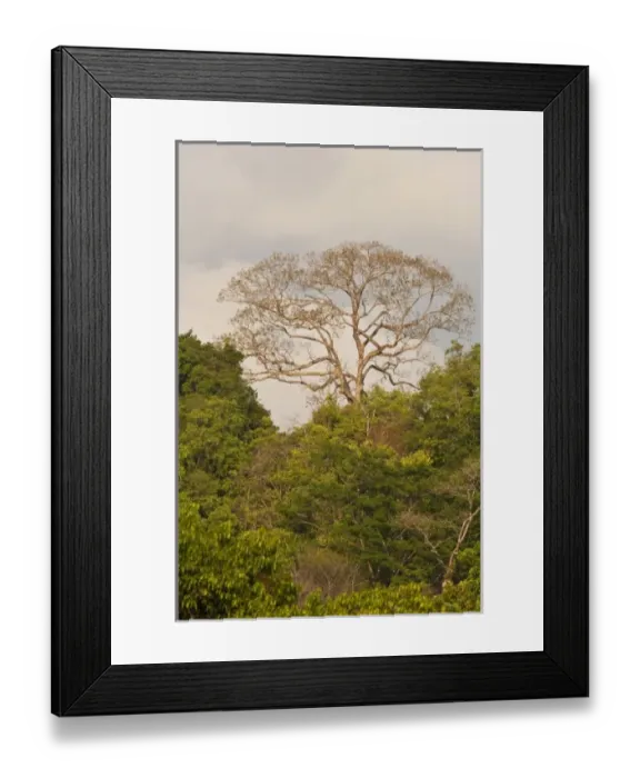 Framed Print : Central America, Costa Rica Framed Print : Central America, Costa Rica