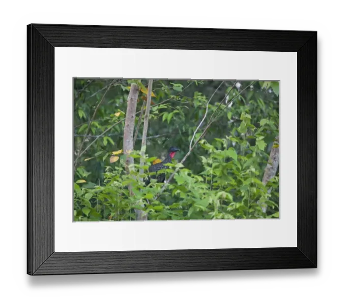 Framed Print : A Crested Guan (Penelope purpurascens) looks out above thick foliage of the Rainforest Framed Print : A Crested Guan (Penelope purpurascens) looks out above thick foliage of the Rainforest