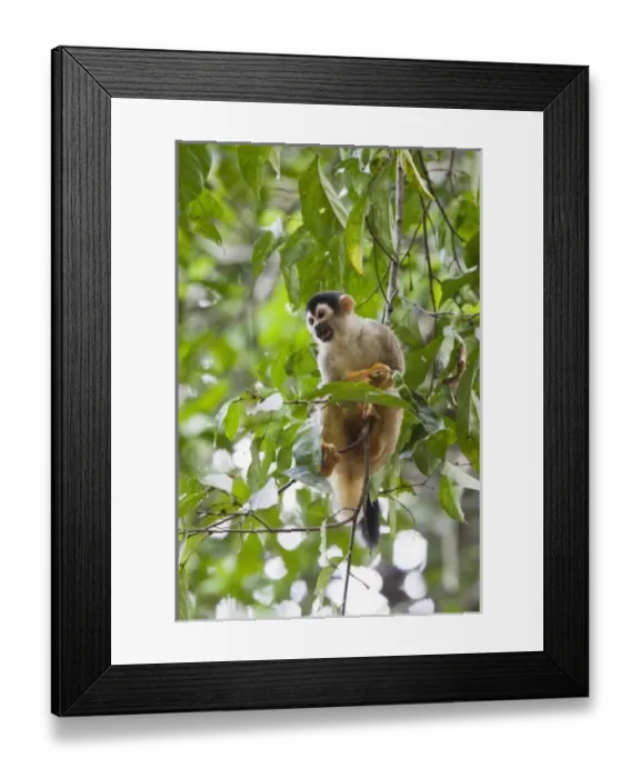 Framed Print : Central America, Costa Rica Framed Print : Central America, Costa Rica