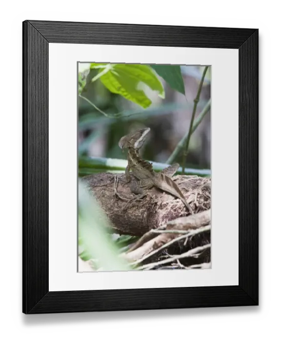 Framed Print : A large adult male Brown Basilisk (Basiliscus vittatus) blends into the thick rainforest
