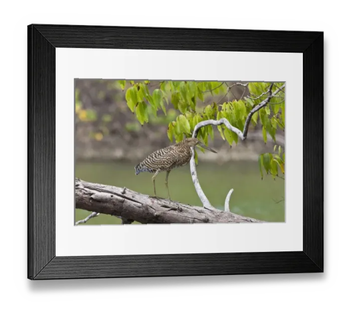 Framed Print : Central America, Costa Rica Framed Print : Central America, Costa Rica