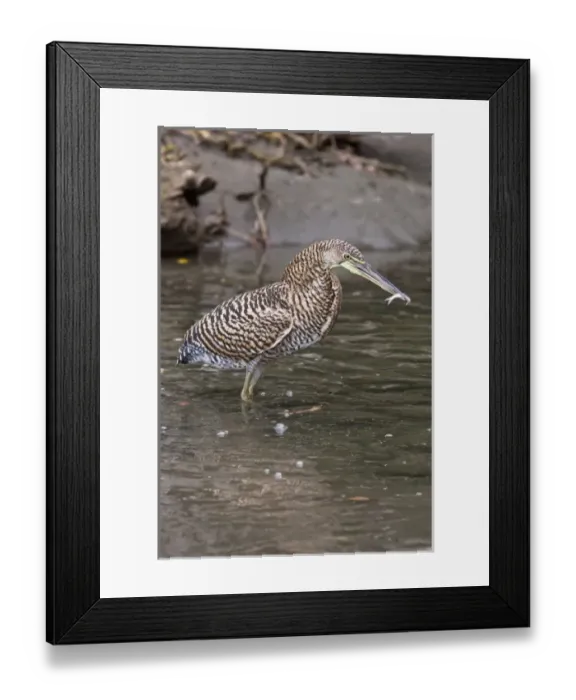 Framed Print : Bare-throated Tiger Heron (Tigrisoma mexicanum) holding a freshly caught fish in Framed Print : Bare-throated Tiger Heron (Tigrisoma mexicanum) holding a freshly caught fish in