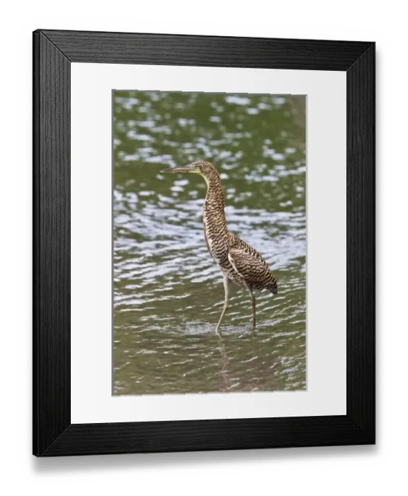 Framed Print : Central America, Costa Rica Framed Print : Central America, Costa Rica