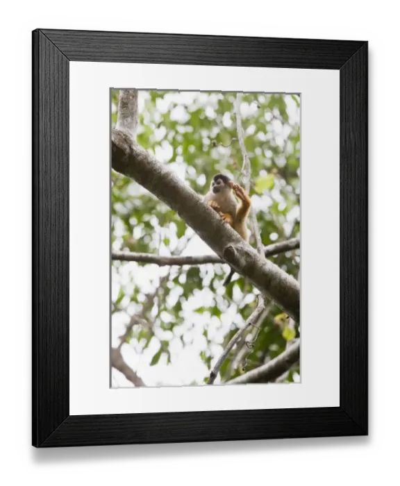 Framed Print : Central America, Costa Rica Framed Print : Central America, Costa Rica