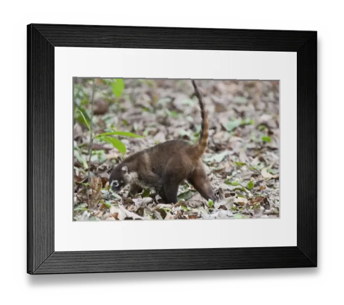Framed Print : Central America, Costa Rica Framed Print : Central America, Costa Rica