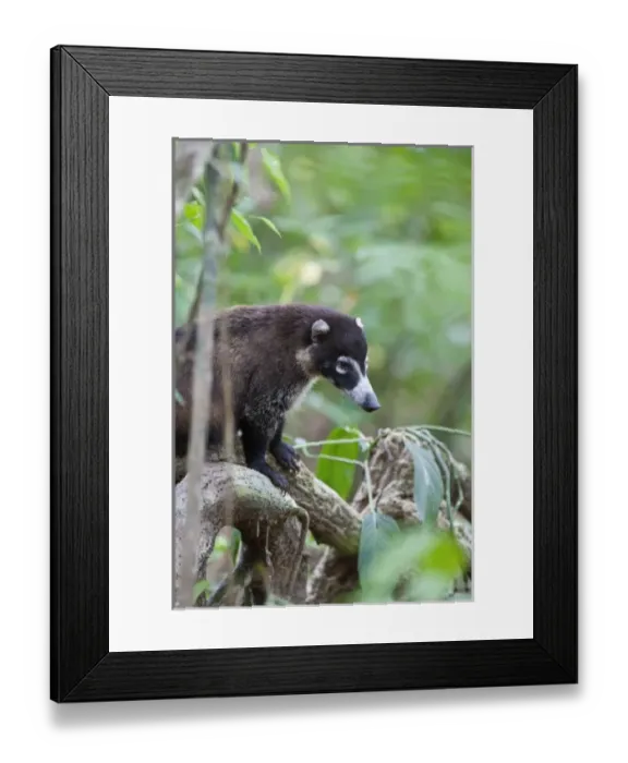 Framed Print : Central America, Costa Rica