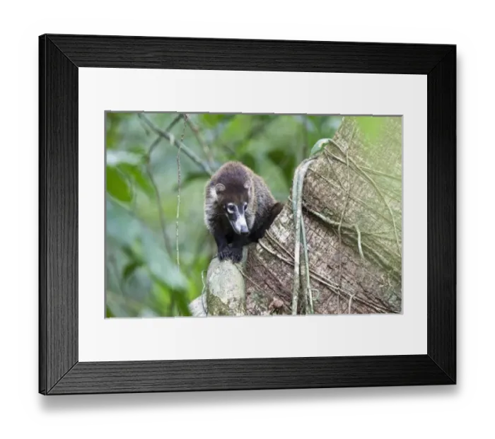 Framed Print : A White-nosed Coati (Nasua narica) sits atop a tree trunk to rest in midday heat