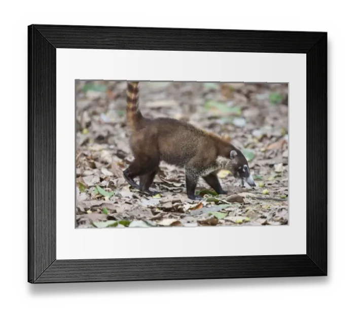 Framed Print : A White-nosed Coati (Nasua narica) eats fallen fruit on the jungle floor of Corcovado National Park Framed Print : A White-nosed Coati (Nasua narica) eats fallen fruit on the jungle floor of Corcovado National Park