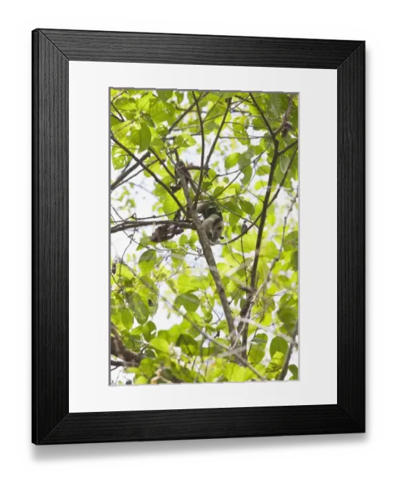 Framed Print : Central America, Costa Rica Framed Print : Central America, Costa Rica