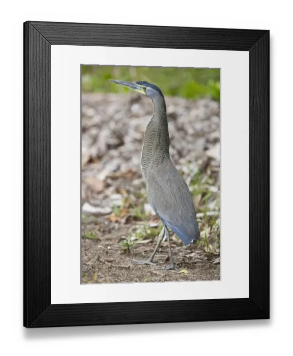 Framed Print : Central America, Costa Rica Framed Print : Central America, Costa Rica