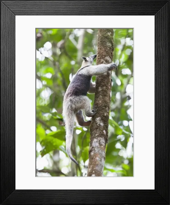 Framed Print : Central America, Costa Rica Framed Print : Central America, Costa Rica