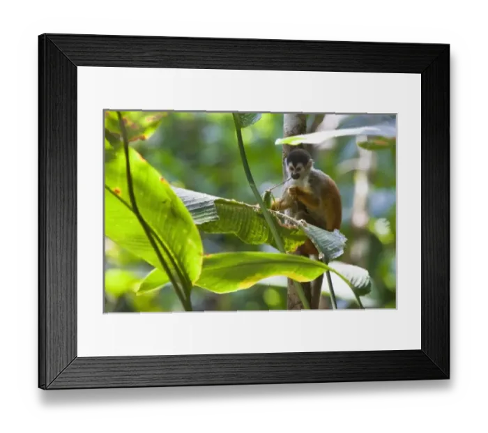 Framed Print : Central America, Costa Rica Framed Print : Central America, Costa Rica