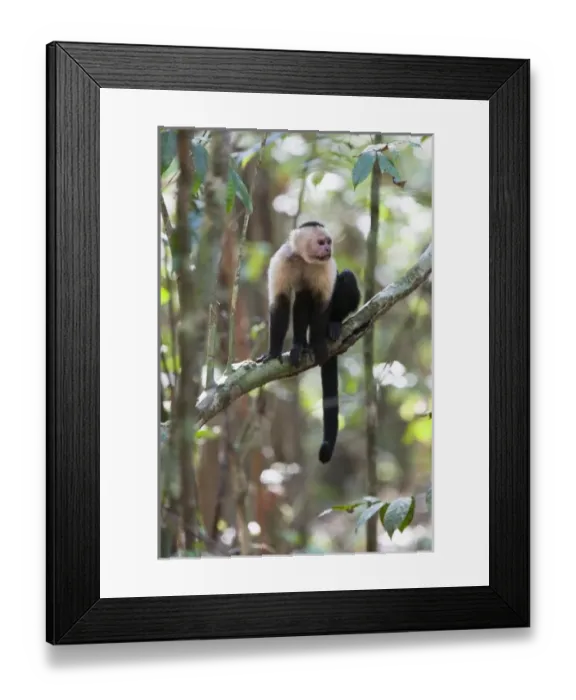 Framed Print : Central America, Costa Rica Framed Print : Central America, Costa Rica