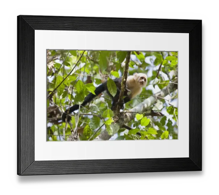 Framed Print : Central America, Costa Rica Framed Print : Central America, Costa Rica