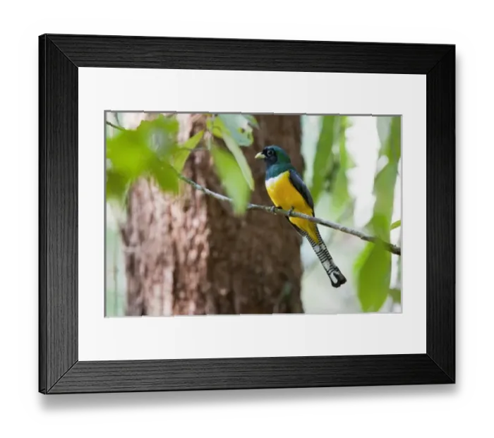 Framed Print : Central America, Costa Rica Framed Print : Central America, Costa Rica