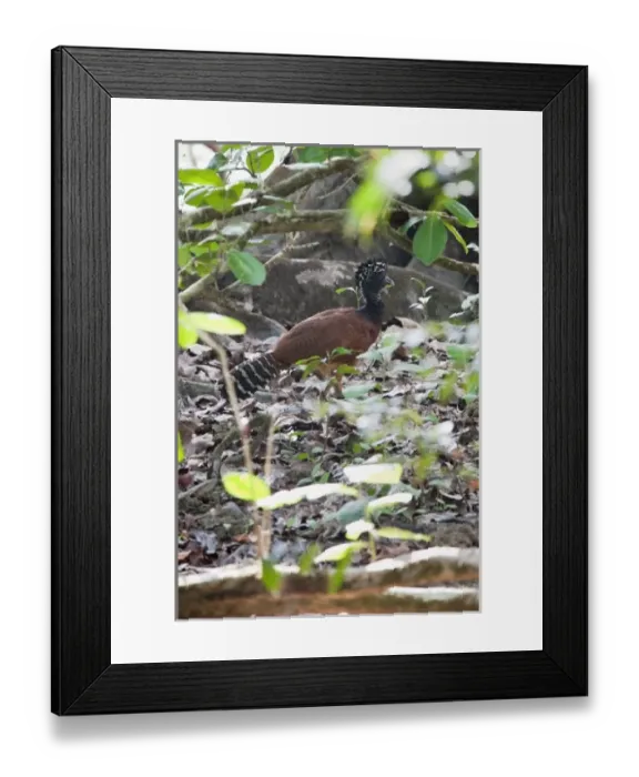 Framed Print : Central America, Costa Rica