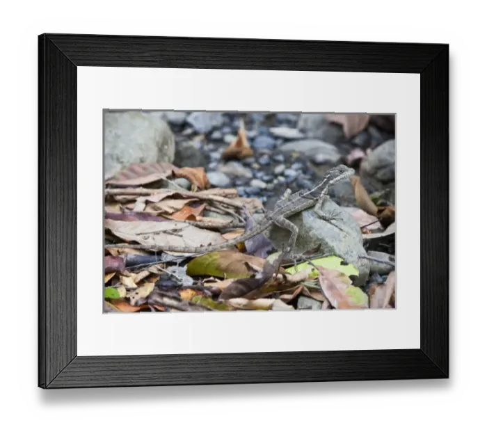 Framed Print : An adult female Brown Basilisk (Basiliscus vittatus) sits atop a rock on the floor