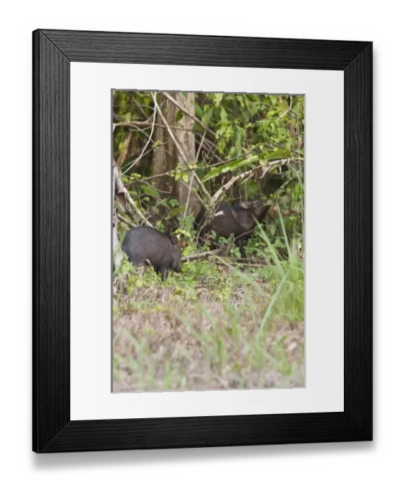 Framed Print : Central America, Costa Rica Framed Print : Central America, Costa Rica