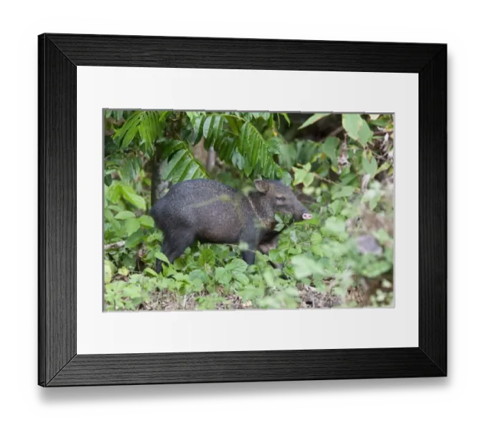 Framed Print : Profile of a Wild Collared Peccary (Pecari tajacu) foraging for food on the forest Framed Print : Profile of a Wild Collared Peccary (Pecari tajacu) foraging for food on the forest