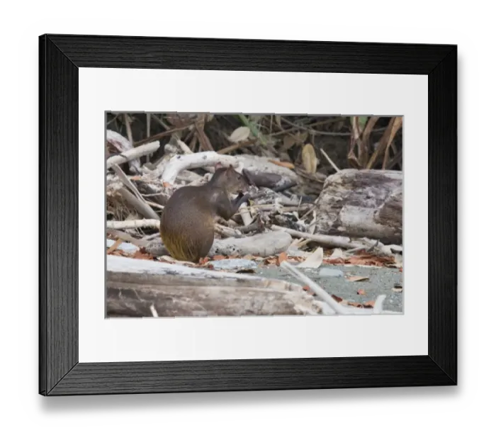 Framed Print : An Agouti (Dasyprocta punctata) eats a seed pod on a remote beach with in Corcovado National Park