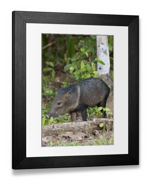 Framed Print : Central America, Costa Rica Framed Print : Central America, Costa Rica