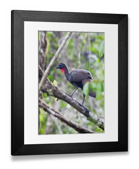 Framed Print : Central America, Costa Rica Framed Print : Central America, Costa Rica