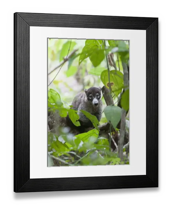 Framed Print : A White-nosed Coati (Nasua narica) rests in thick jungle foliage. Corcovado National Park Framed Print : A White-nosed Coati (Nasua narica) rests in thick jungle foliage. Corcovado National Park