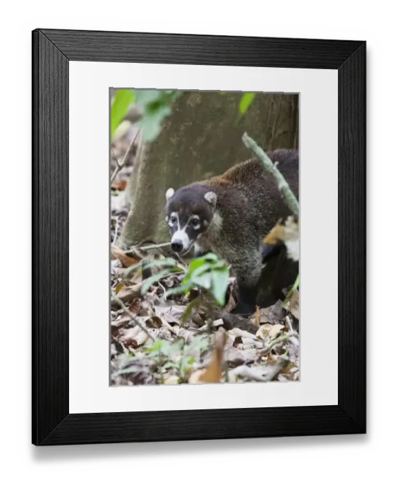Framed Print : Central America, Costa Rica Framed Print : Central America, Costa Rica