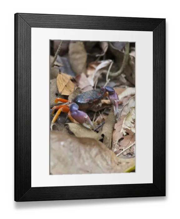 Framed Print : Mouthless crab (Cardisoma crassum) walks amongst dried leafs on the forest floor Framed Print : Mouthless crab (Cardisoma crassum) walks amongst dried leafs on the forest floor