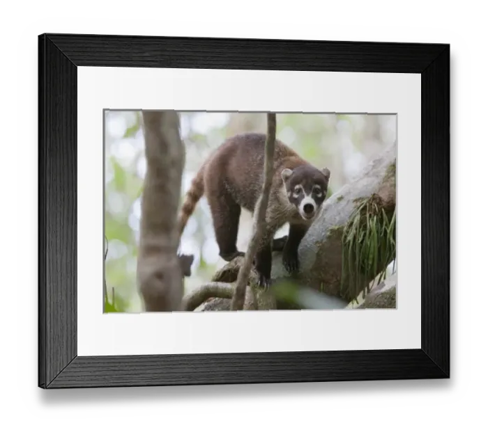 Framed Print : White-nosed Coati (Nasua narica) stands alert on a large tree branch in Corcovado National Park Framed Print : White-nosed Coati (Nasua narica) stands alert on a large tree branch in Corcovado National Park