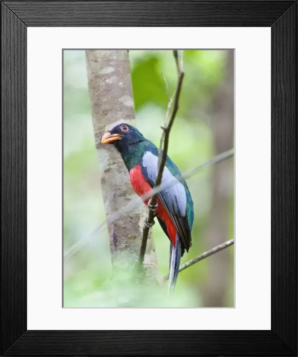 Framed Print : Central America, Costa Rica