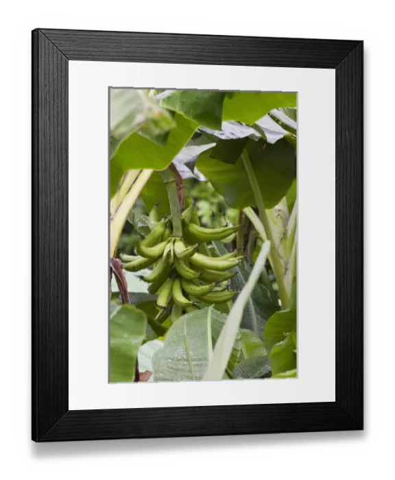Framed Print : Central America, Costa Rica Framed Print : Central America, Costa Rica