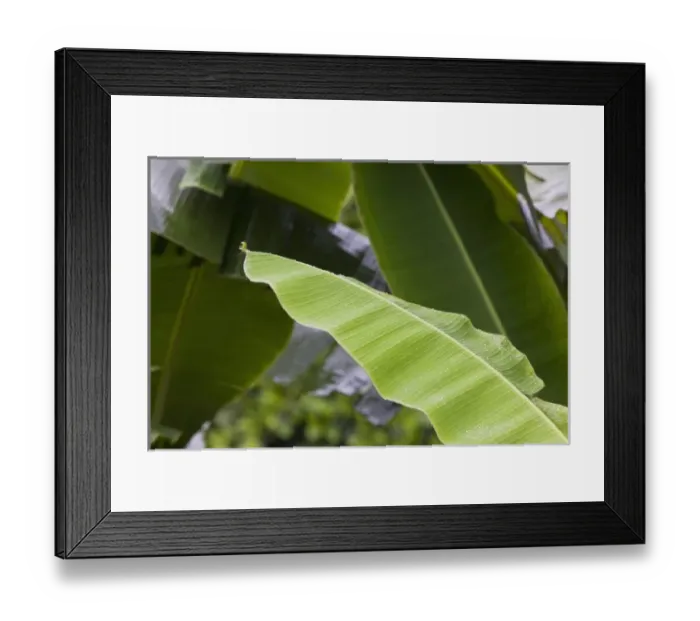 Framed Print : Central America, Costa Rica Framed Print : Central America, Costa Rica