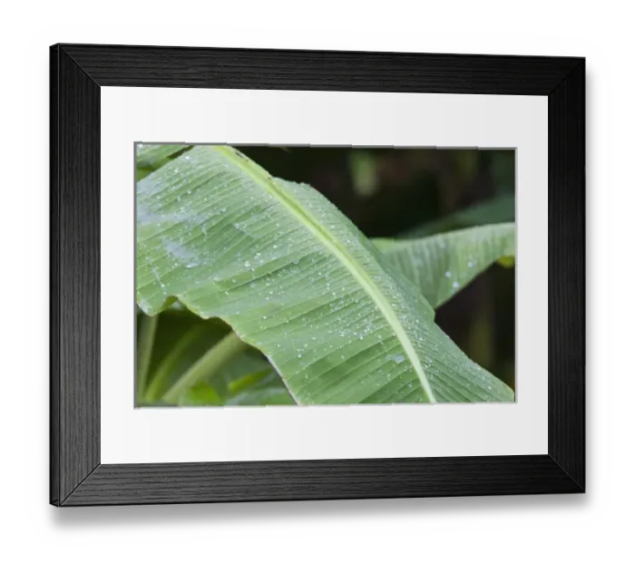 Framed Print : Rain drops on Banana tree leafs at the Sirena Biological Station garden. Corcovado National Park Framed Print : Rain drops on Banana tree leafs at the Sirena Biological Station garden. Corcovado National Park