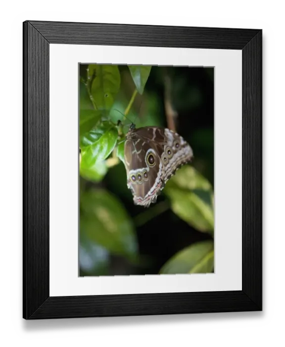 Framed Print : Central America, Costa Rica Framed Print : Central America, Costa Rica