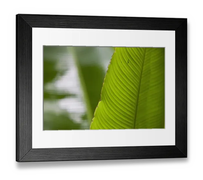 Framed Print : Banana leafs in the Monteverde Cloud Forest Reserve in Selvatura Adventure Park Framed Print : Banana leafs in the Monteverde Cloud Forest Reserve in Selvatura Adventure Park