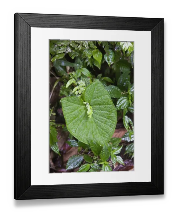Framed Print : Wet plants on the floor of the jungle in the Monteverde Cloud Forest Reserve in Selvatura