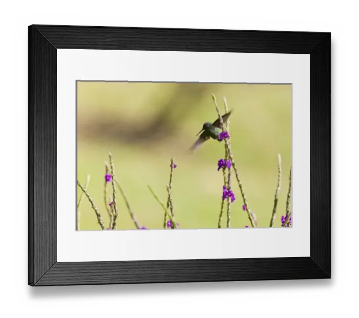 Framed Print : Central America, Costa Rica Framed Print : Central America, Costa Rica