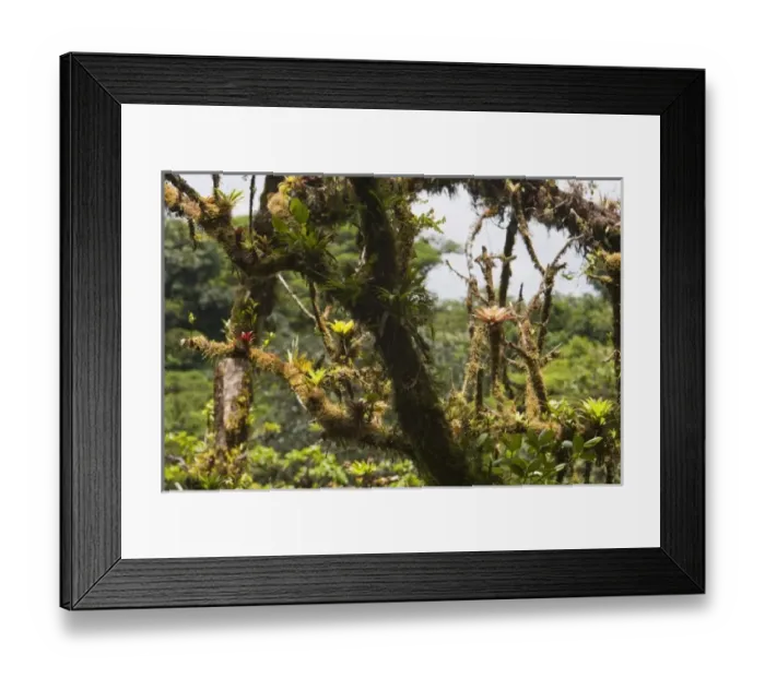 Framed Print : Central America, Costa Rica Framed Print : Central America, Costa Rica