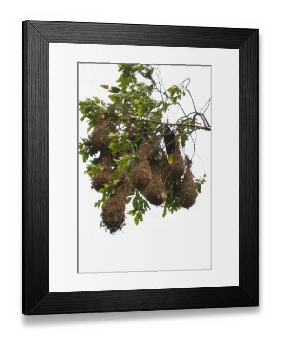 Framed Print : Central America, Costa Rica Framed Print : Central America, Costa Rica