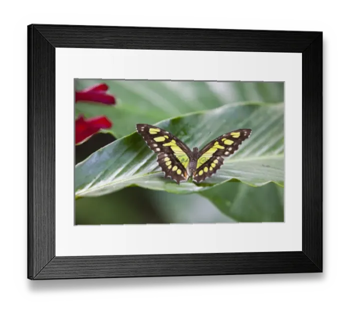 Framed Print : Scarce Bamboo Page (Philaethria dido) resting on a tropical leaf. Costa Rica