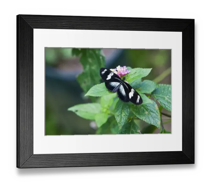 Framed Print : Doris Longwing (Heliconius doris viridis) resting on a plant. Costa Rica Framed Print : Doris Longwing (Heliconius doris viridis) resting on a plant. Costa Rica