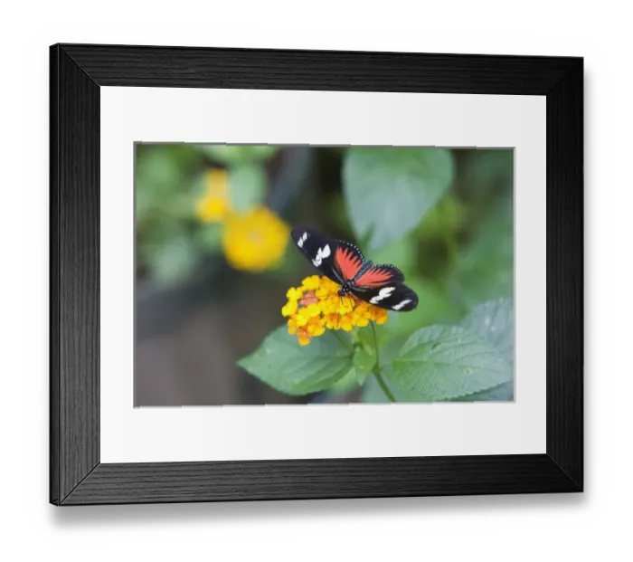 Framed Print : Doris Longwing Red (Heliconius doris) feeding on a flower. Costa Rica Framed Print : Doris Longwing Red (Heliconius doris) feeding on a flower. Costa Rica
