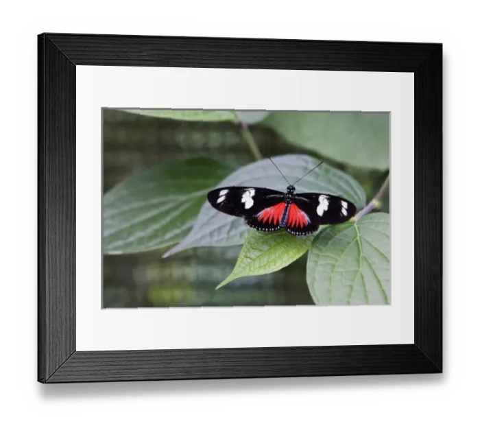 Framed Print : Doris Longwing Red (Heliconius doris) resting on a plant with its wings fully extended Framed Print : Doris Longwing Red (Heliconius doris) resting on a plant with its wings fully extended
