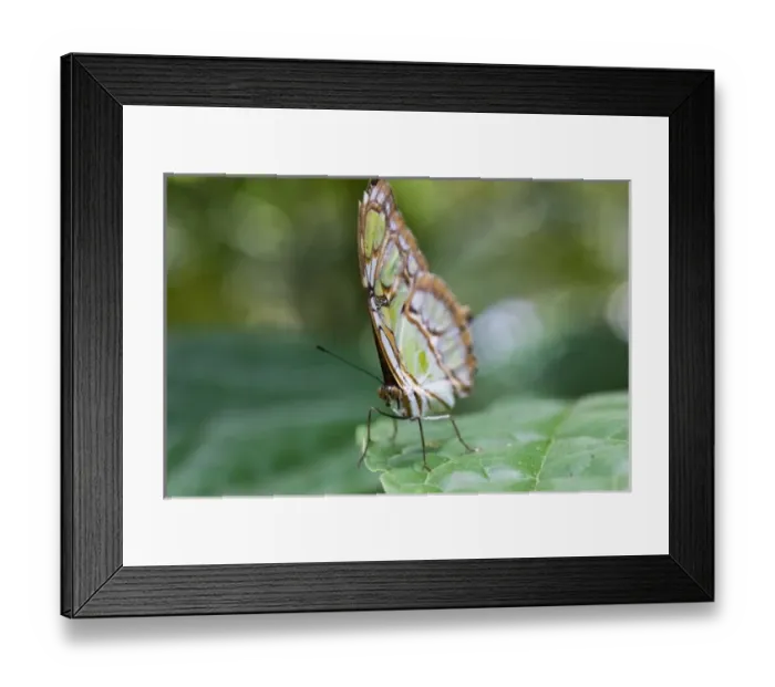 Framed Print : Malachite Butterfly (Siproeta stelenes) stands on a leaf in the Costa Rican rainforest Framed Print : Malachite Butterfly (Siproeta stelenes) stands on a leaf in the Costa Rican rainforest